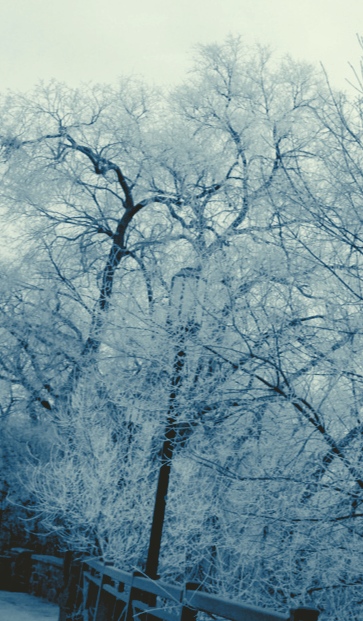 Snow-covered winter trees
